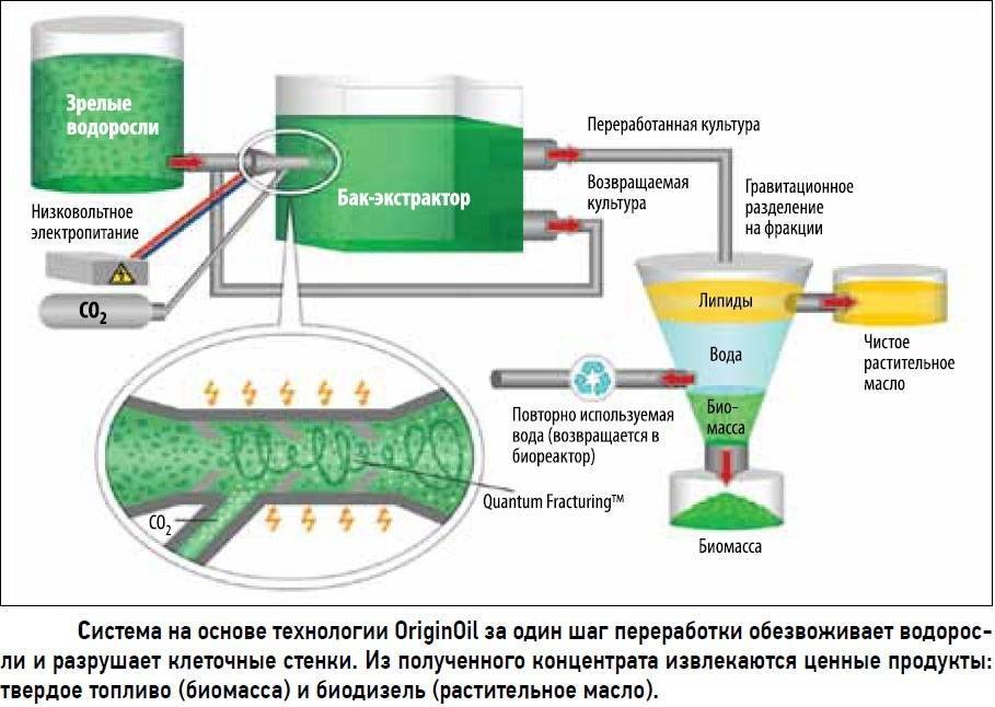 Особенности изготовления и оборудование для производства биодизеля :: businessman.ru