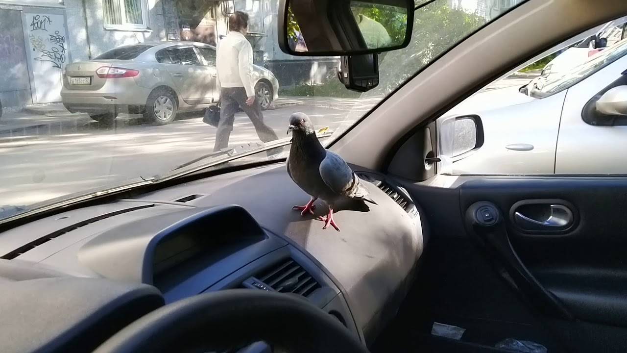 Птица нагадила на машину - все о лада гранта