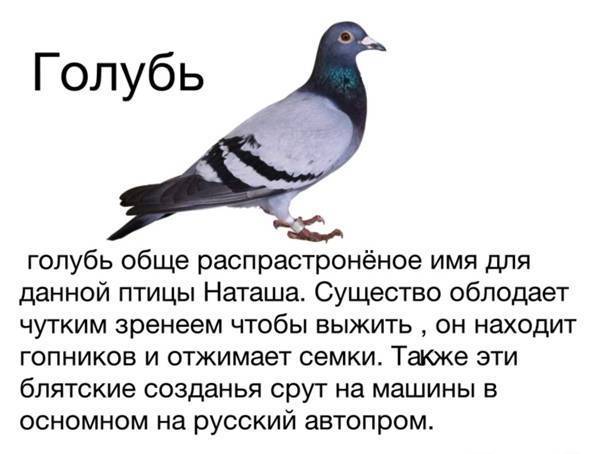 Приметы про голубей: к чему прилетают во двор, сели на машину, нагадили на голову, сбить птицу, увидеть раненую, стаю